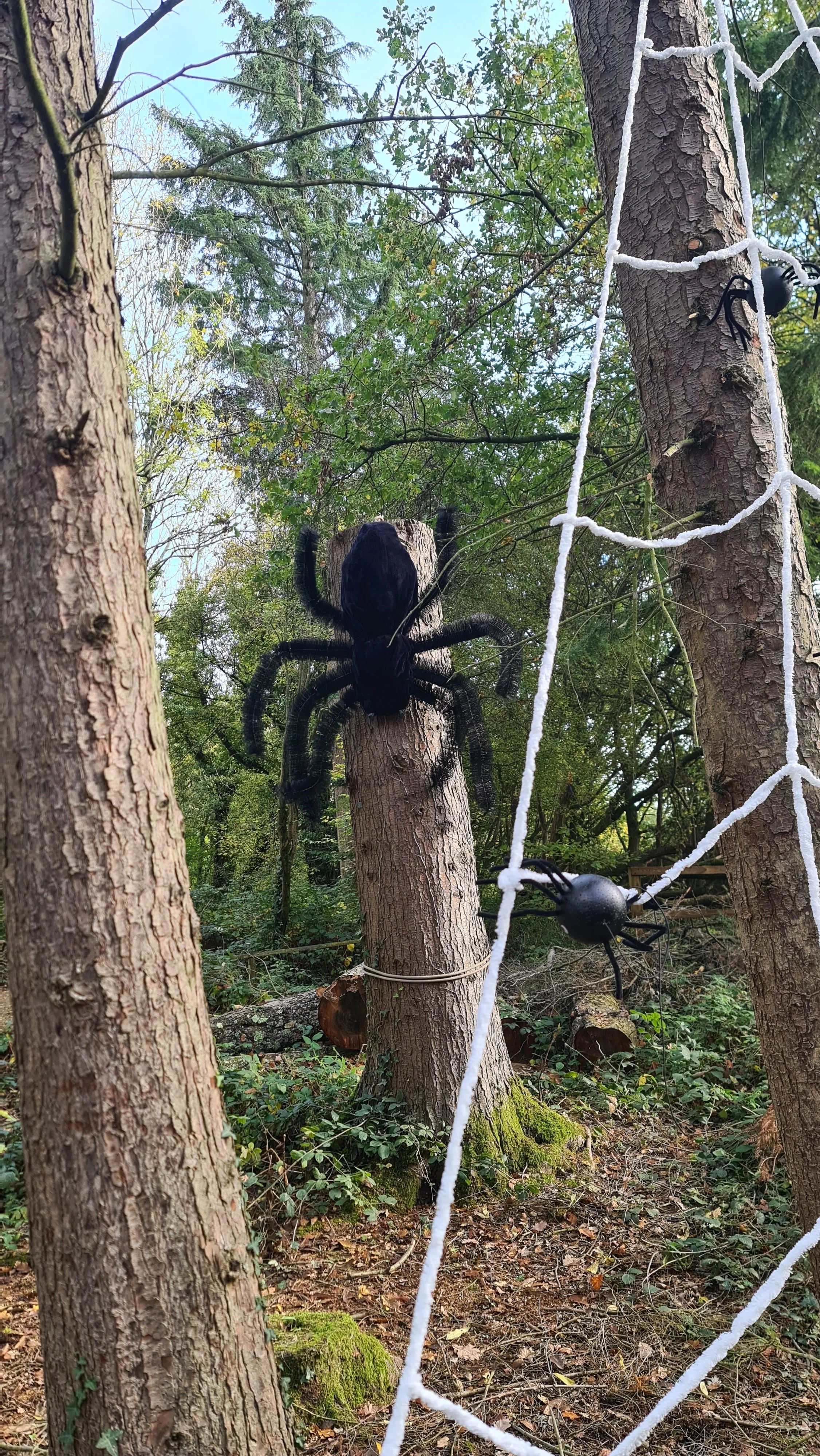 Spider (1).jpg