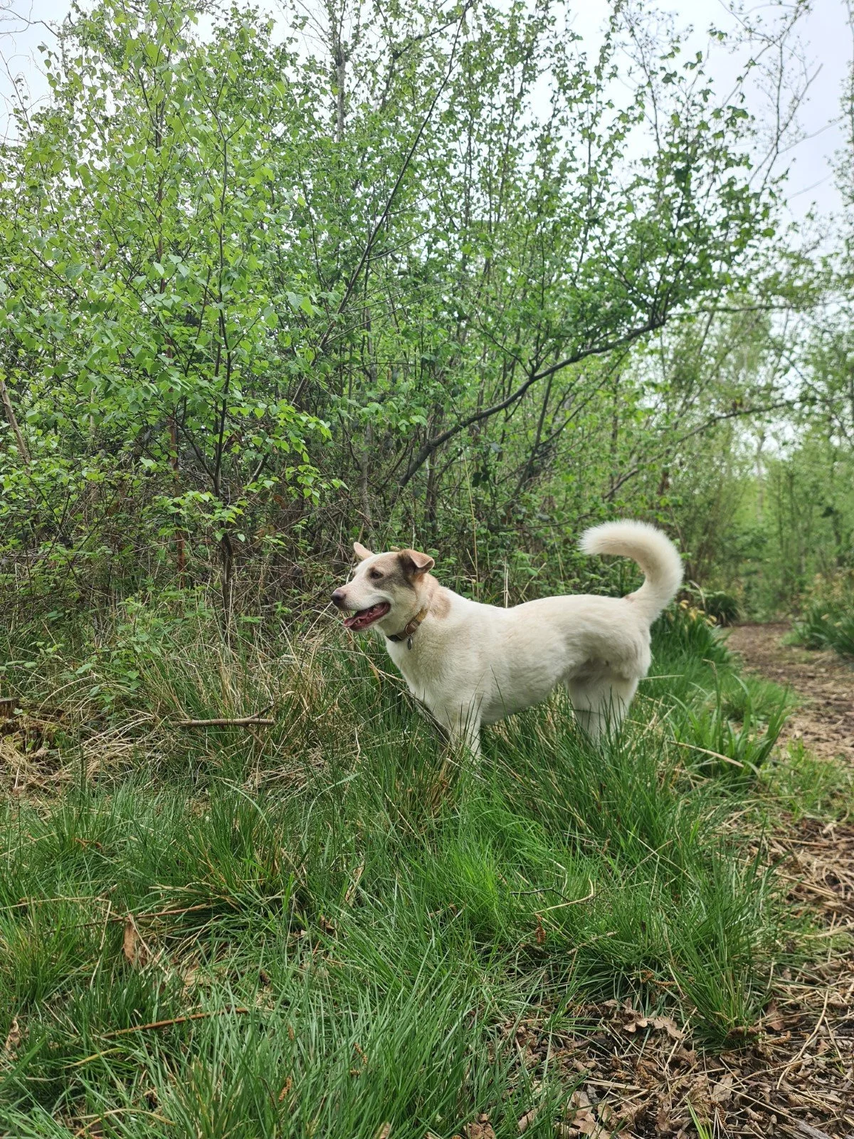 Medium sized dog exploring gras and trees