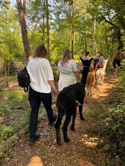 Women walking alpaca's through the woods