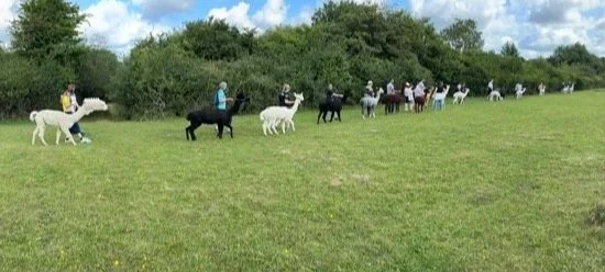 A line pf people walking alpacas through a green field