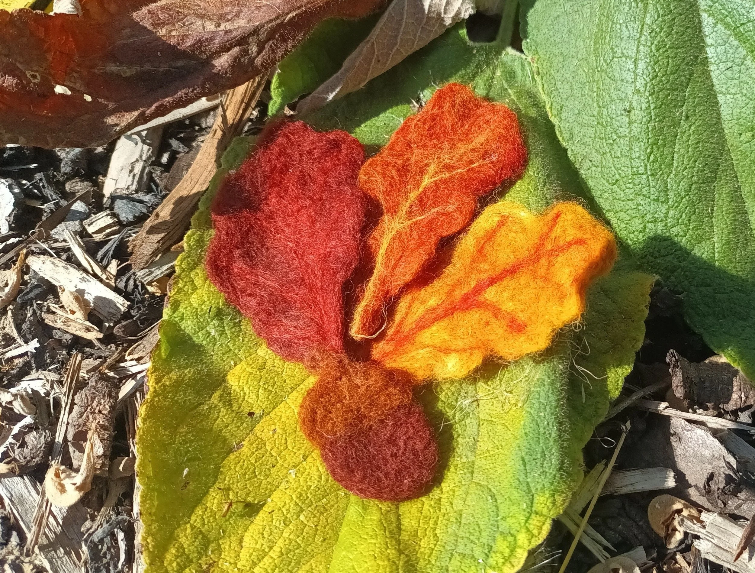 Autumn coloured leaves