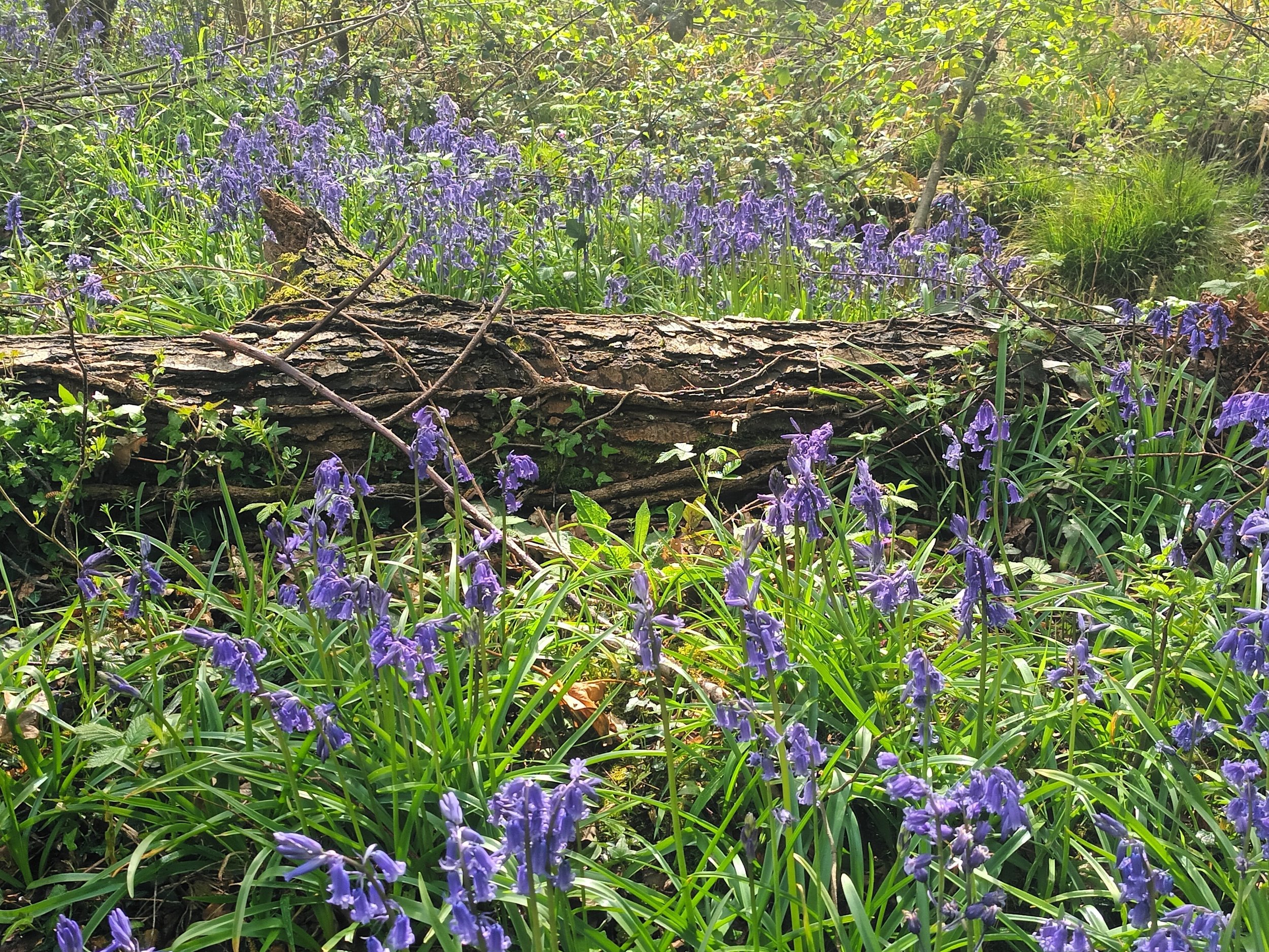 Bluebells in woodland