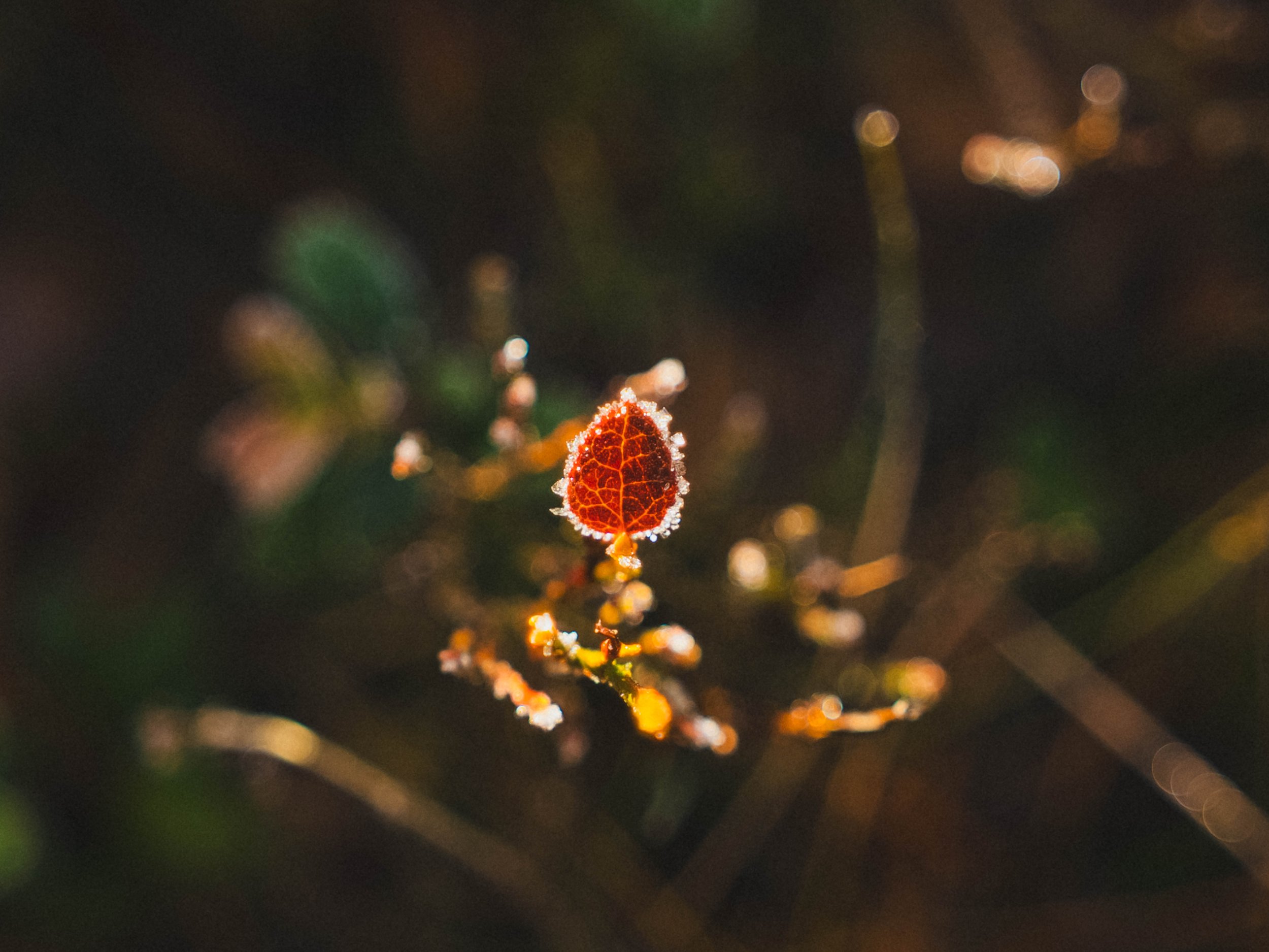 Hardanger tur med Celina_29.Okt 2025-01410.jpg