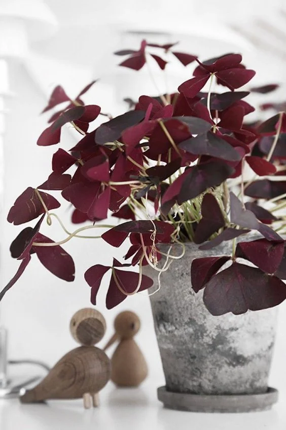 Purple Oxalis, une plante “tendance”