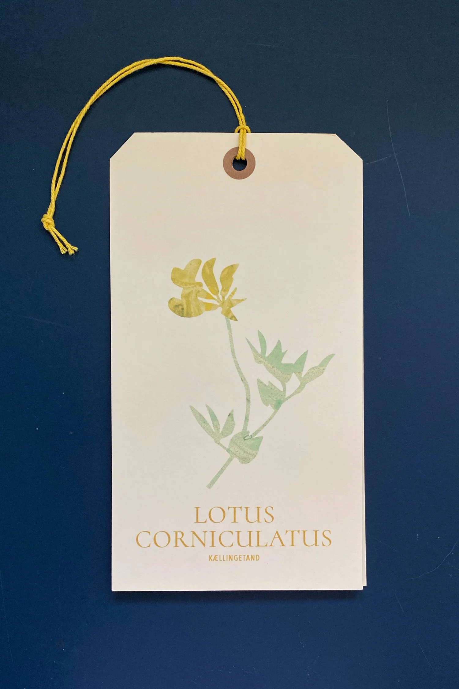 Kællingetand, lotus corniculatus, blomsterfrø af vilde danske arter, itsonpaper