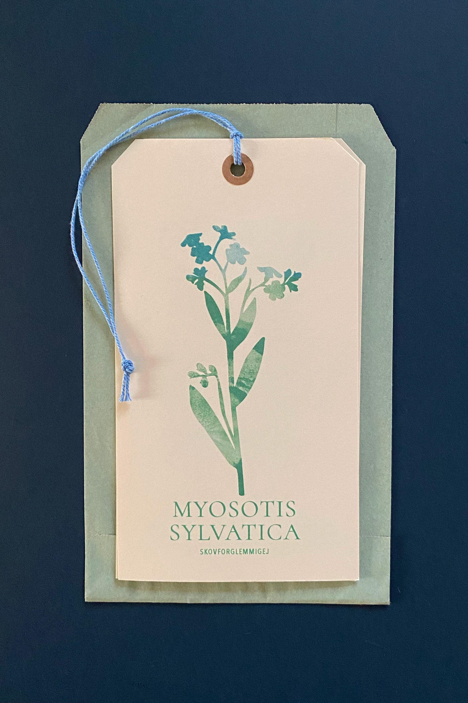 Skovforglemmigej, myosotis sylvatica, blomsterfrø af danske arter, itsonpaper