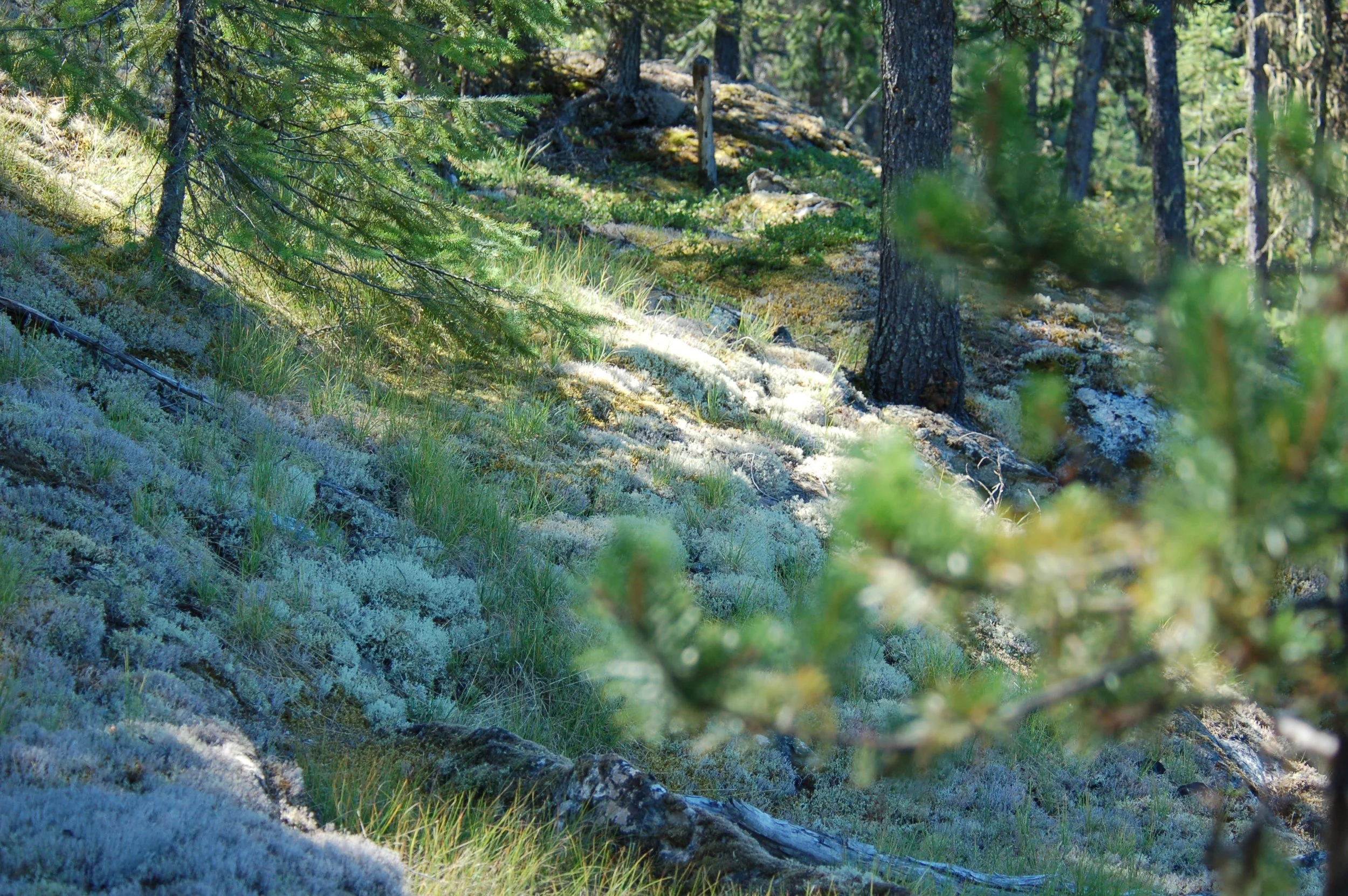 I Was A Tree Climber
