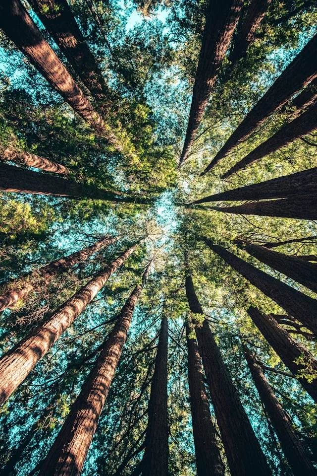 Trees Don’t Question Who They Are