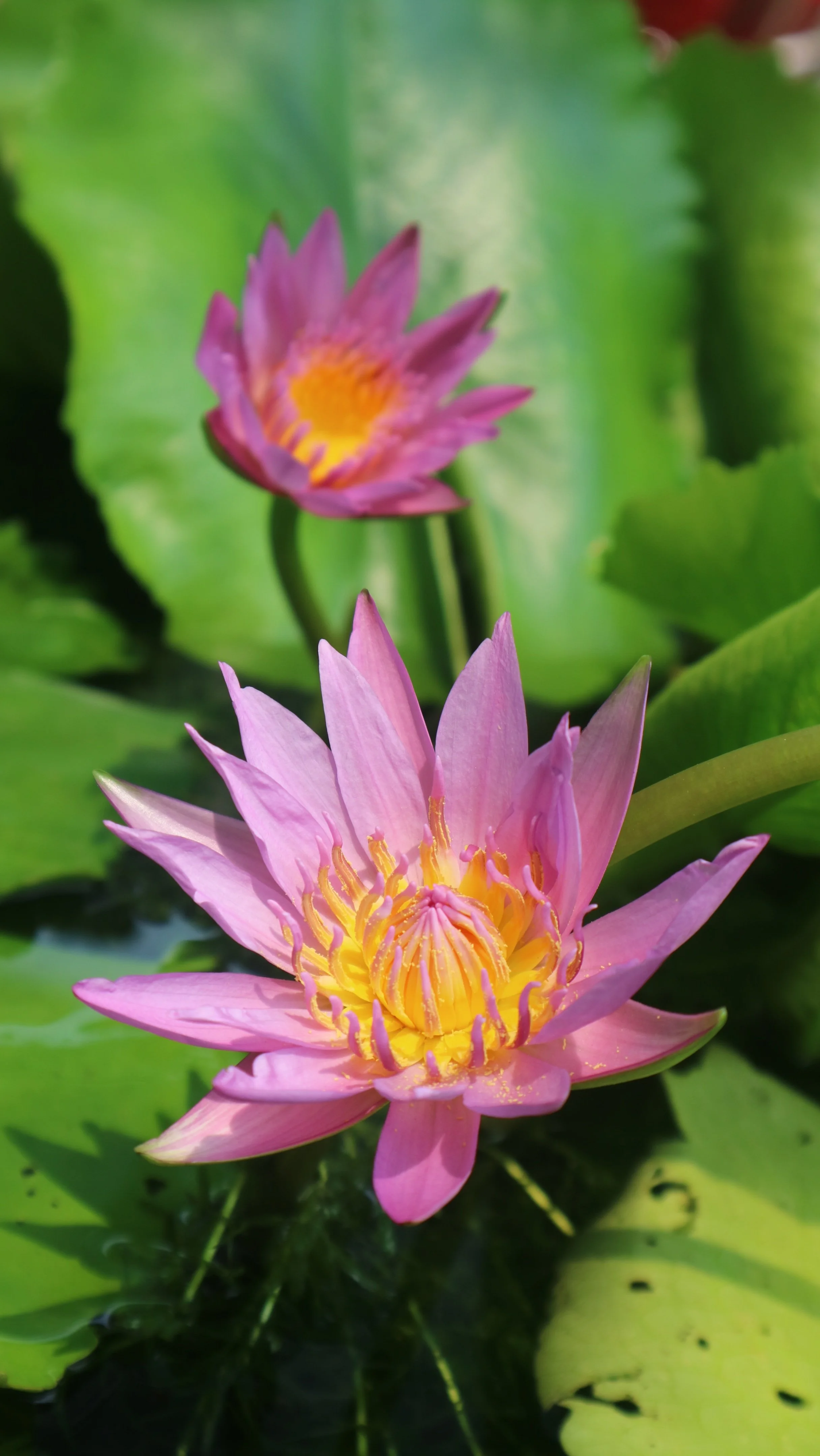 Meditation When Our Mind Is Busy