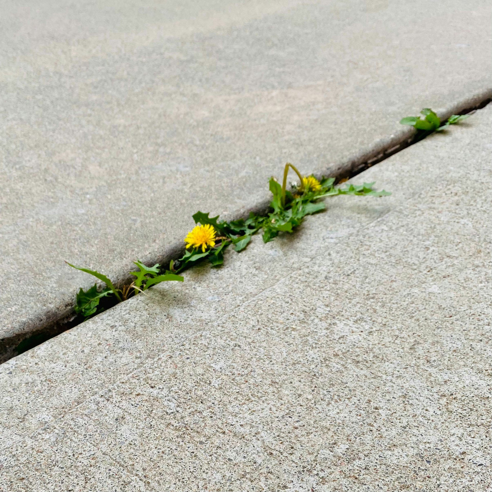 Dandelion sidewalk american-jael-rLoAjStfZ_4-unsplash.jpg