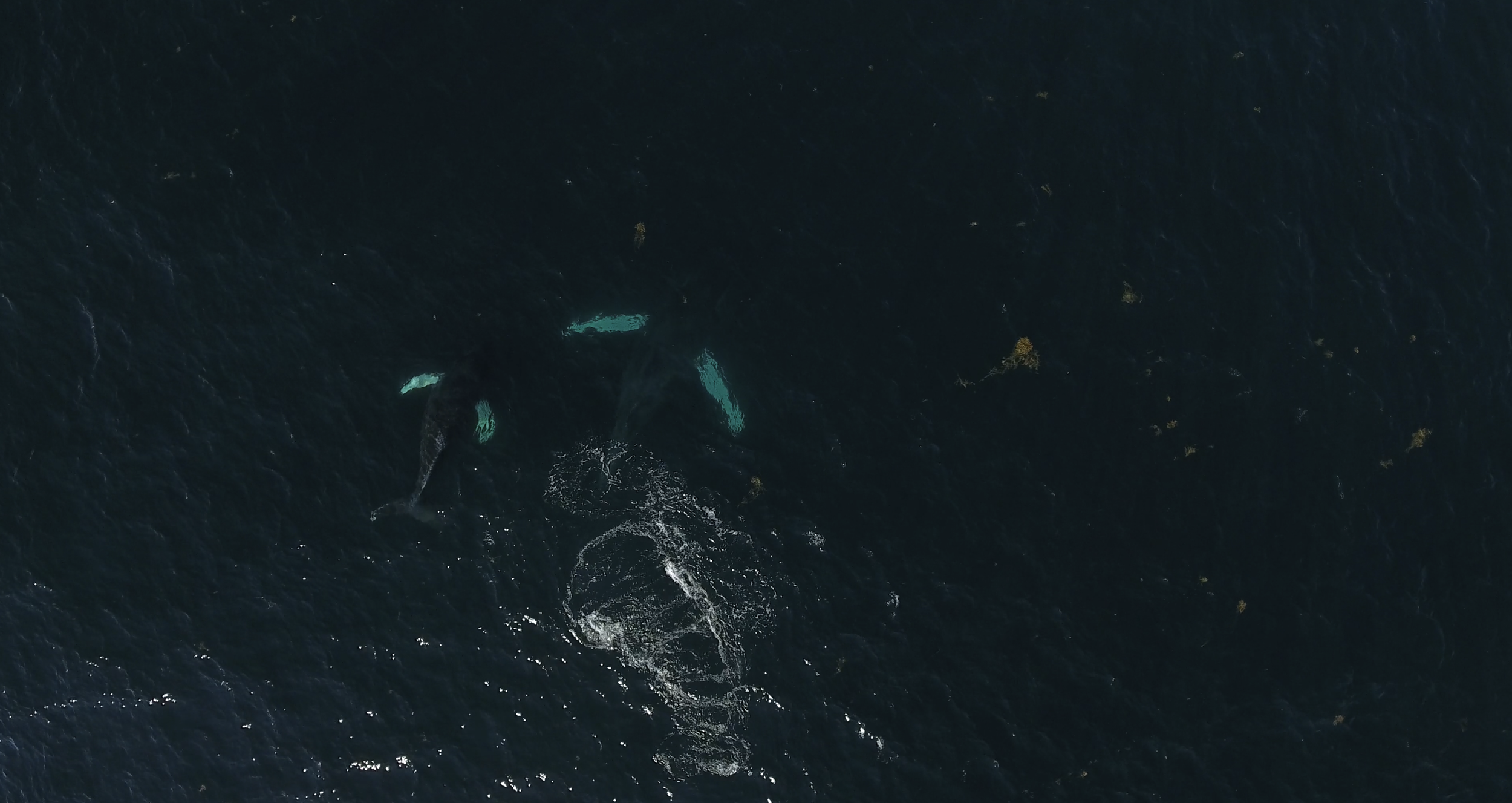 Still from Allied Whale’s drone footage of humpback whales (NOAA permit #20951)