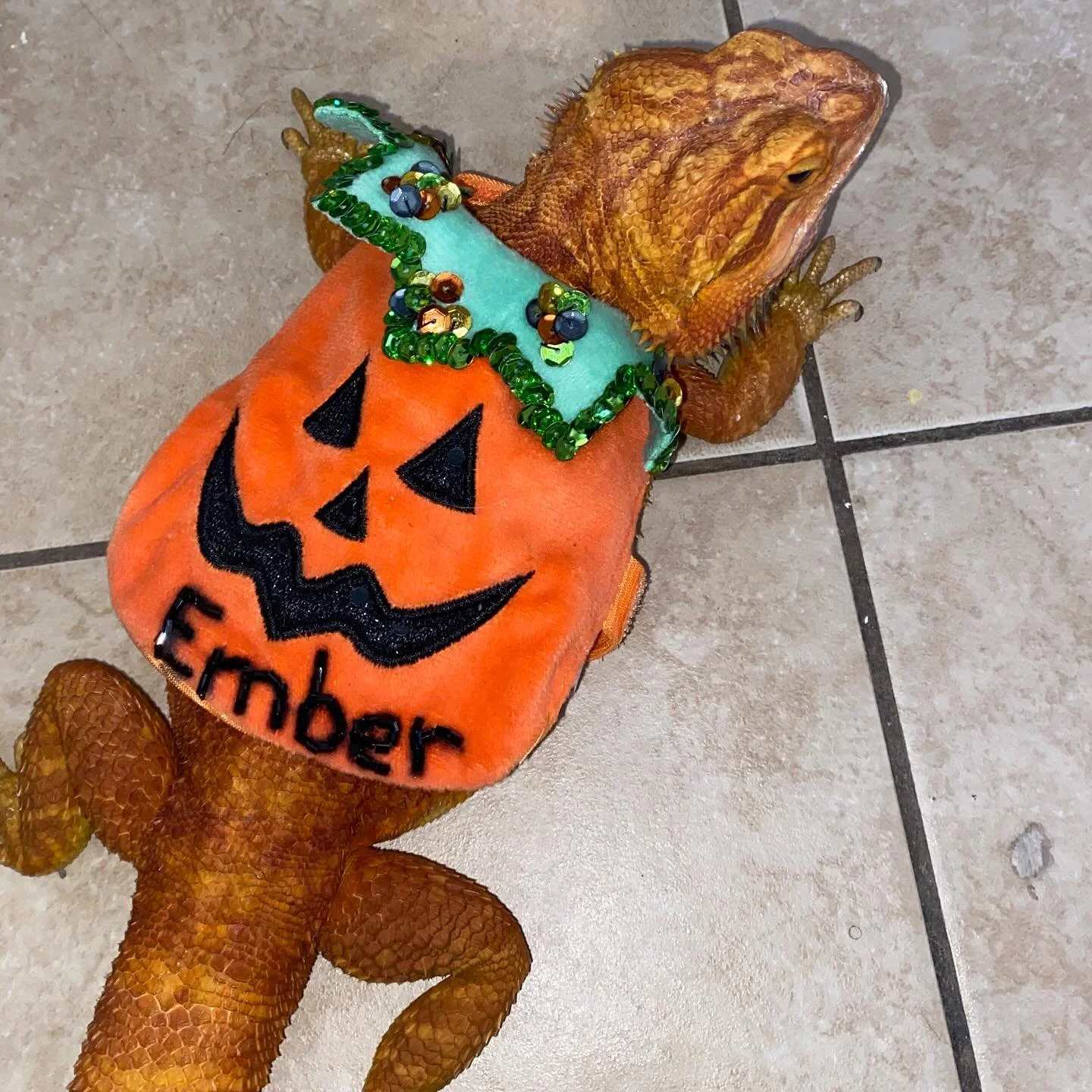 Custom Pet Costume! Beaded name and sequin details to enhance an already adorable costume. 

My lil pumpkin Ember! 🎃🦎👻

Get your pet a personalized outfit at papillaehouseofdesignllc.com