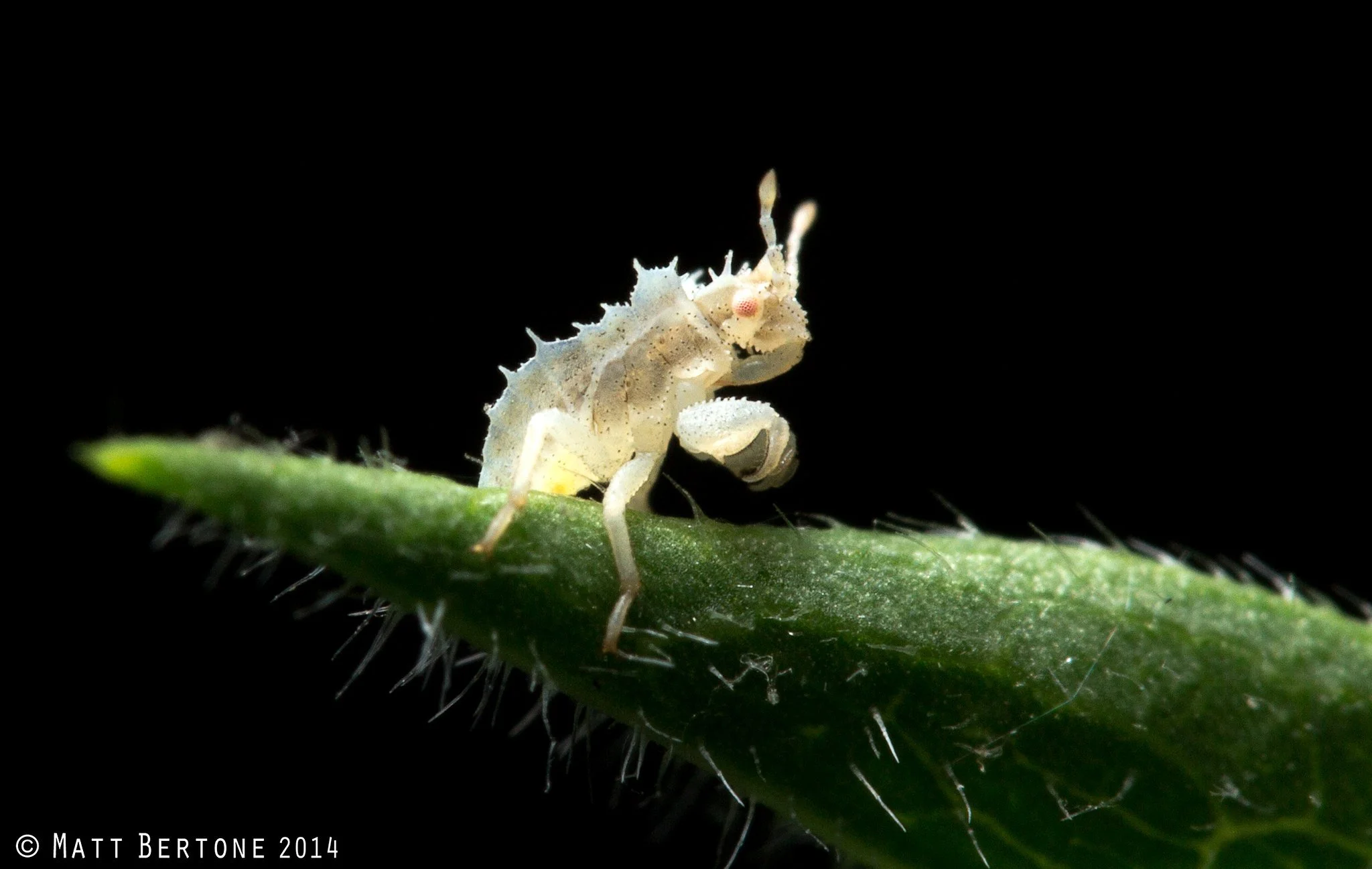 Reshm Insect About the Society — ENTOMOLOGICAL SOCIETY of WASHINGTON