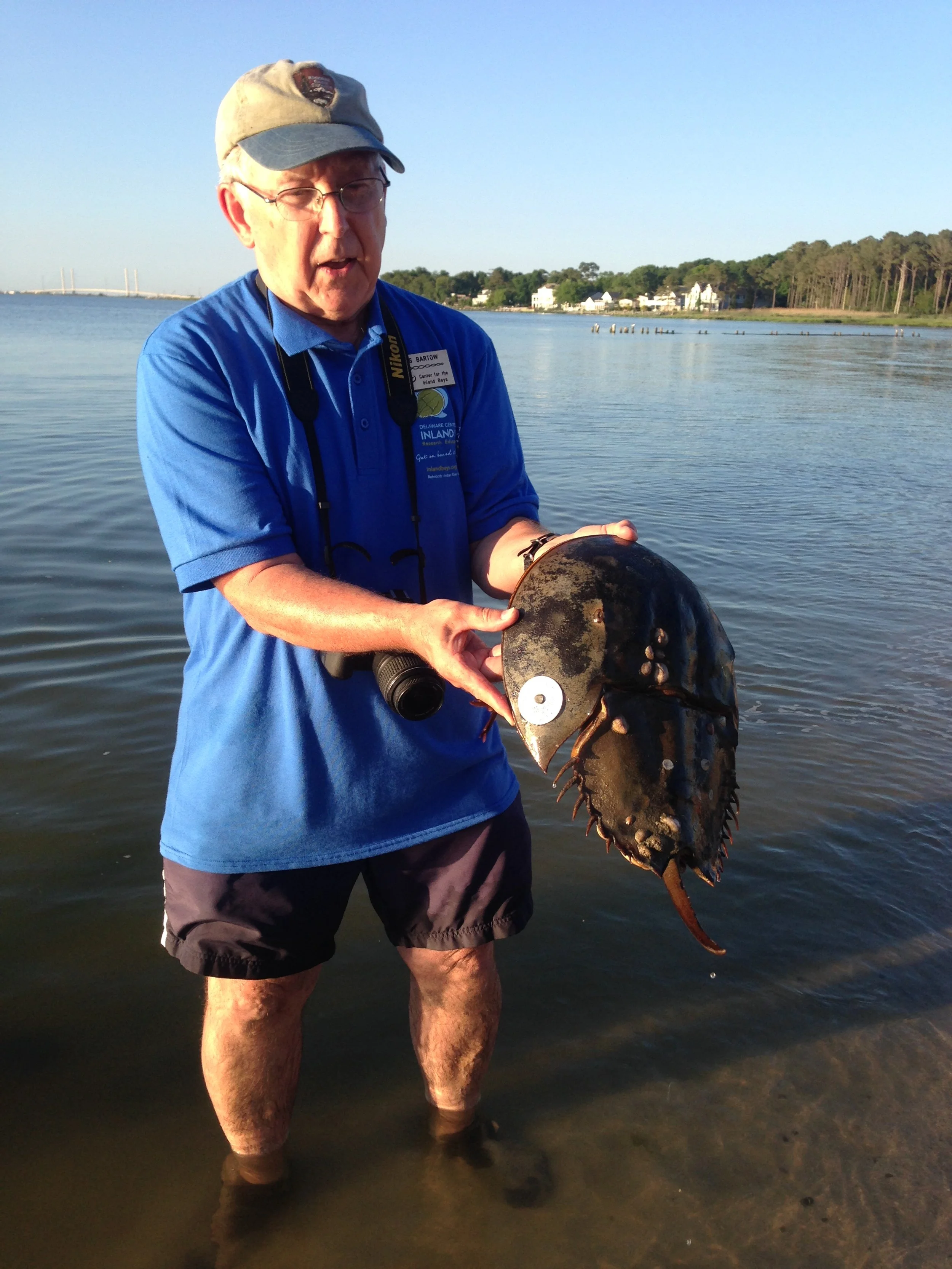 Tagging Horseshoe crabs
