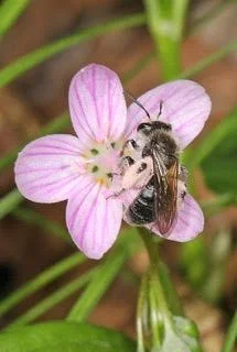 THE YOUNG ENTOMOLOGISTS GROUP