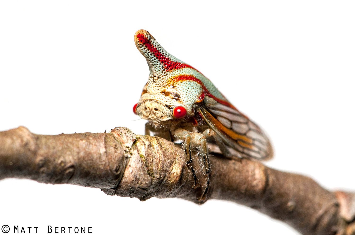 Miniopteridae Tree Proceedings of the Entomological Society of Washington — ENTOMOLOGICAL ...