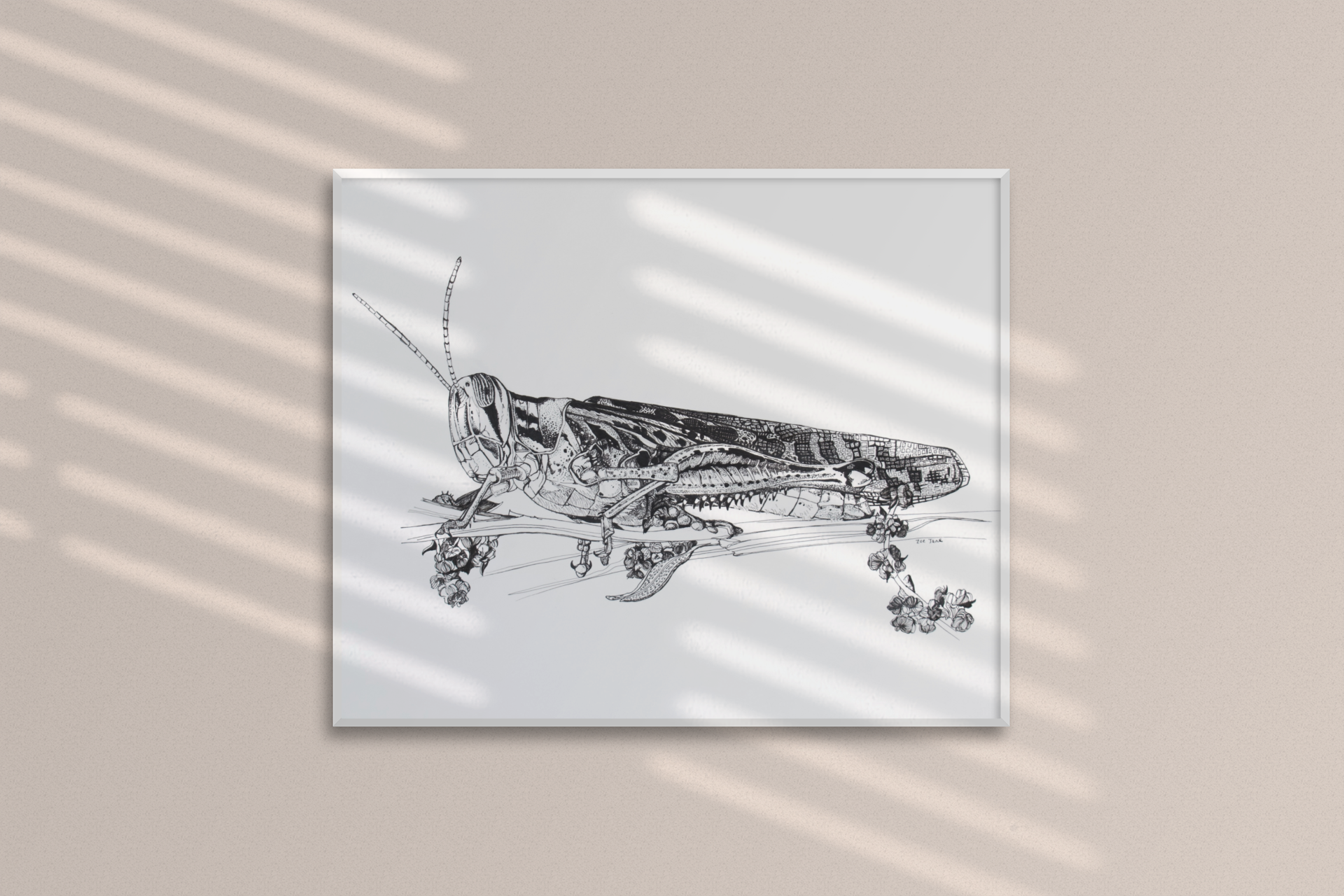 American Bird Grasshopper (Print)
