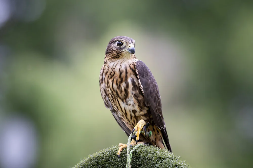 A merlin falcon