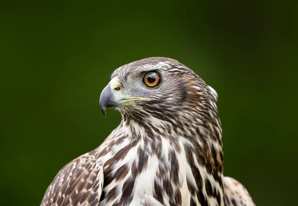 A northern goshawk