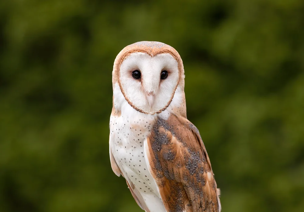A barn owl