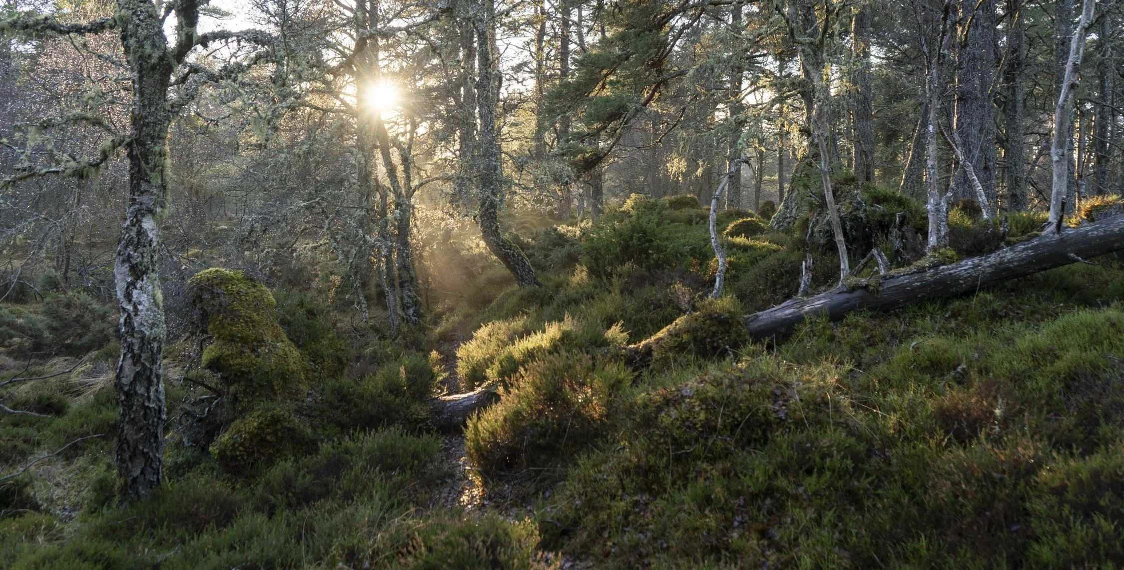 Pinewoods at Bunloit thin.jpg