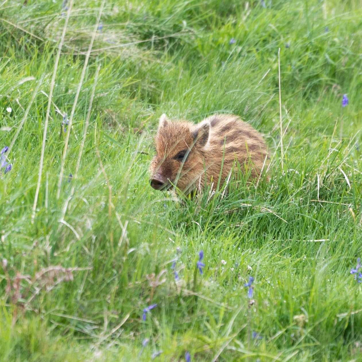 Wild boar piglet