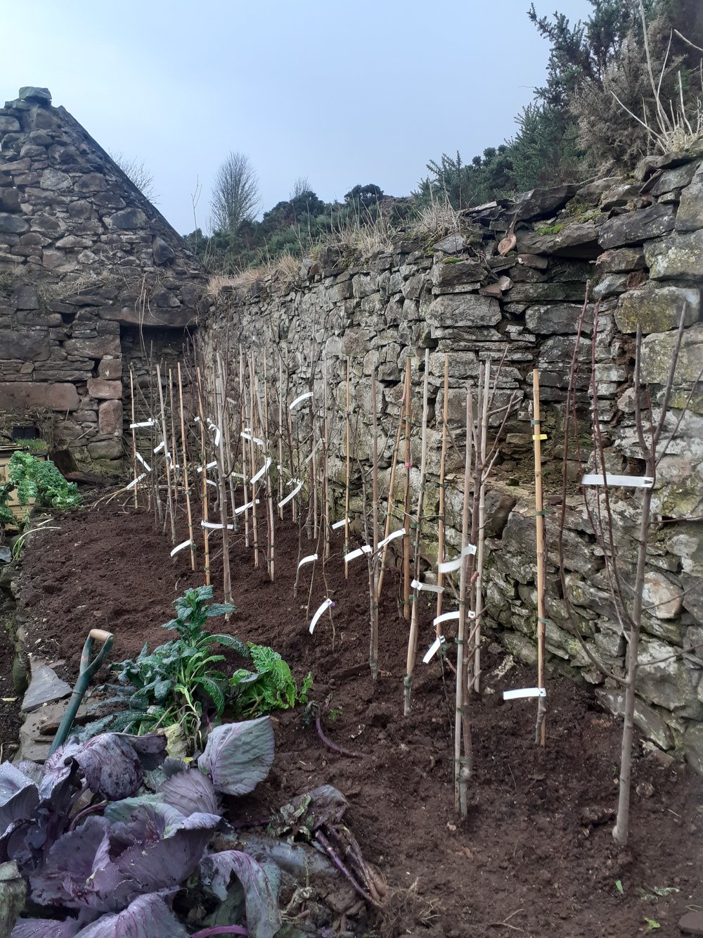 Food forest sapplings in croft shelter 1.jpg