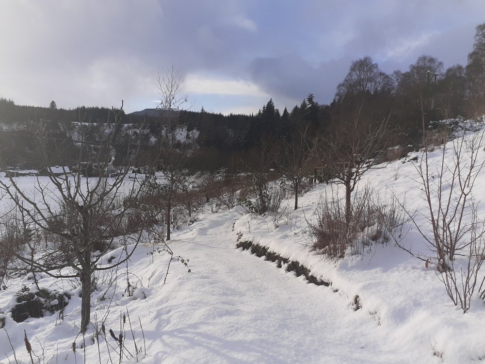 food forest in winter snow .jpg