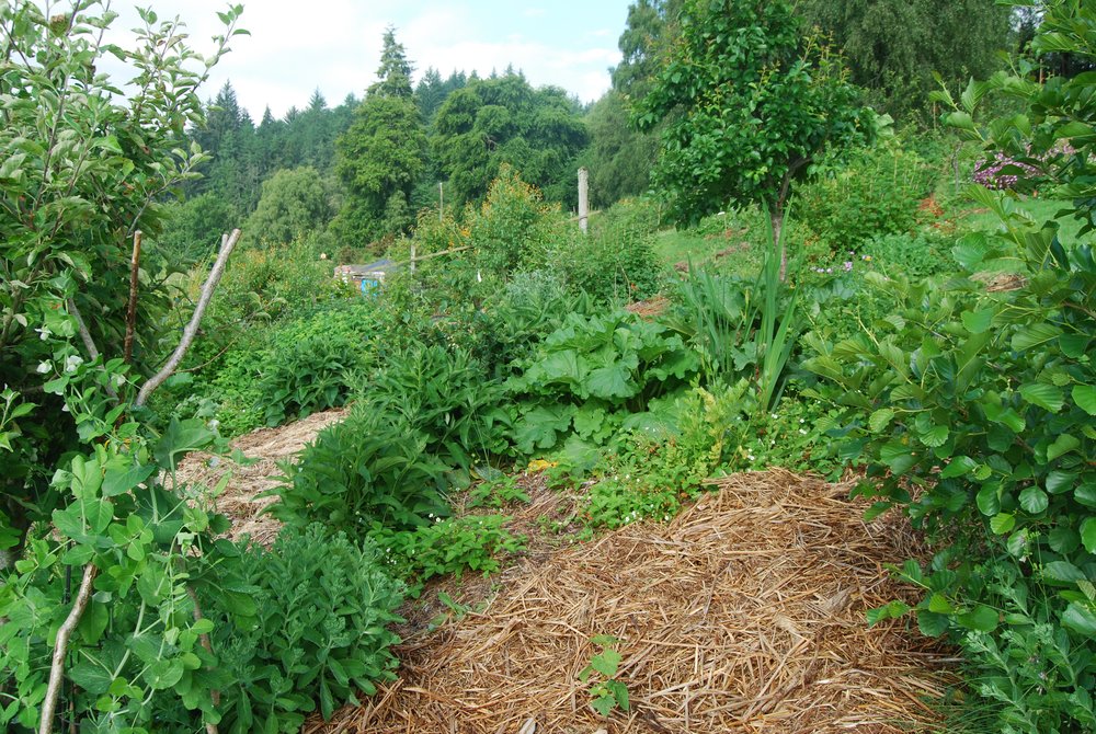 Daniels Food forest at home 2.JPG