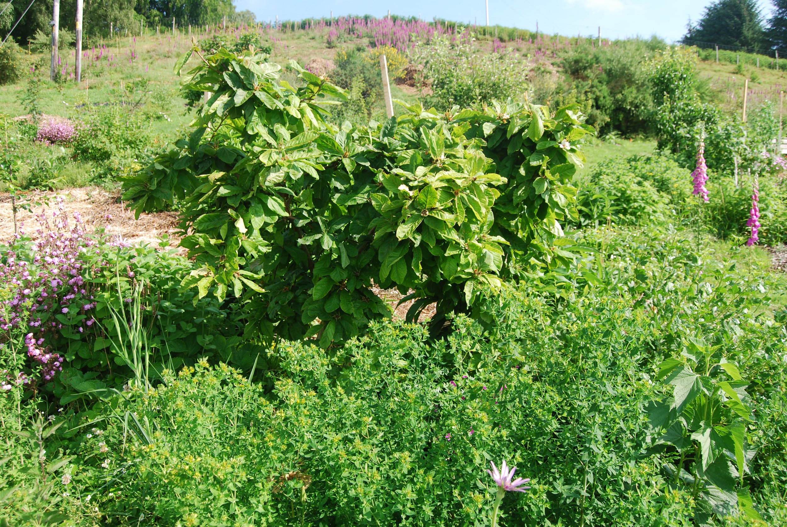 Daniels Food forest at home 1.JPG