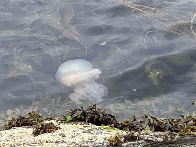 Barrel Jellyfish - only mildly stingy!