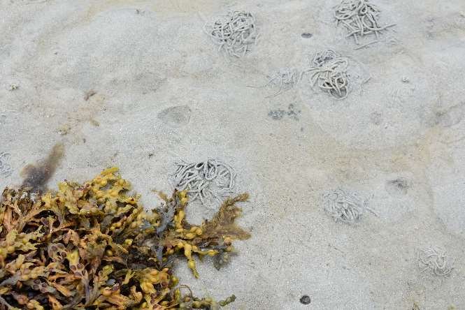 Worm Casts, Danna Island beach