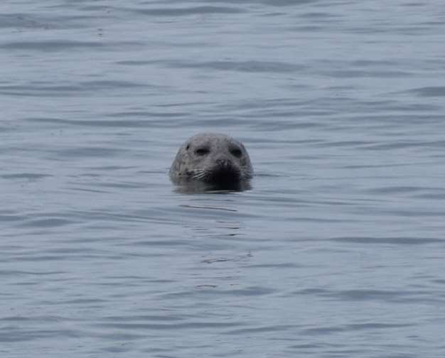 Seal spotted off the coast 