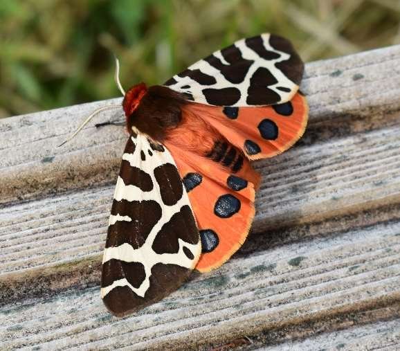 Garden tiger moth