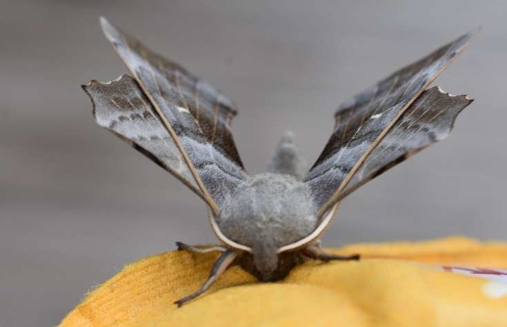 Poplar hawk-moth