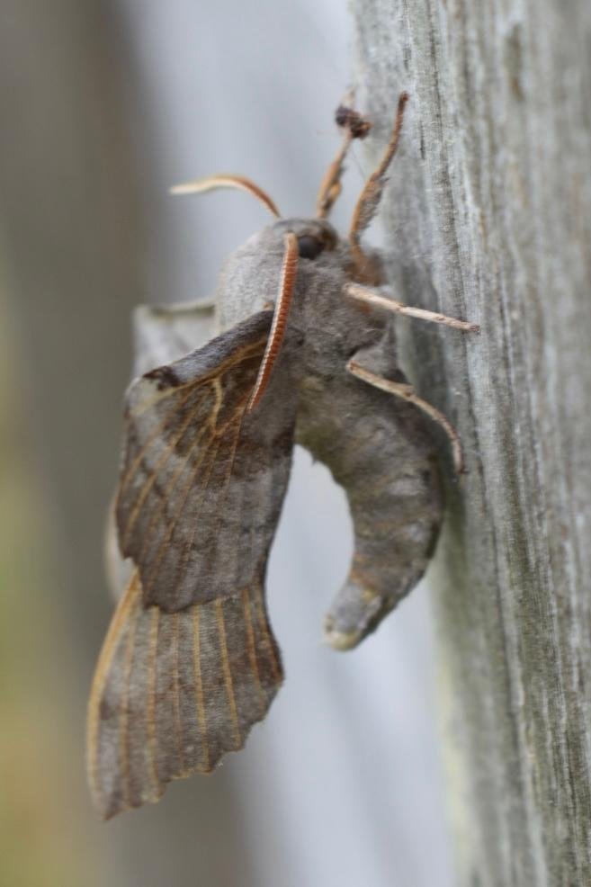 Poplar hawk-moth