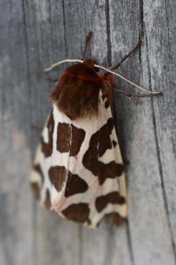 Garden tiger moth