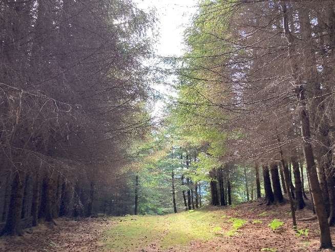 Inside one of the conifer plantations