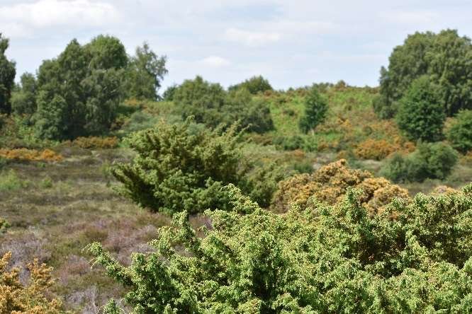 Juniper and gorse