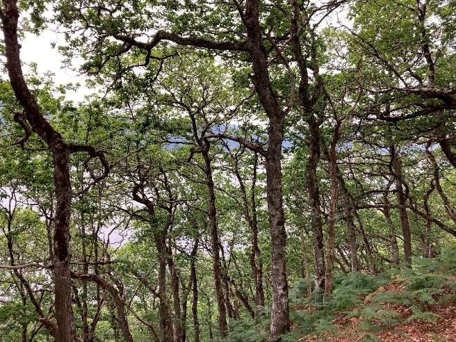 Oak woodlands above the loch
