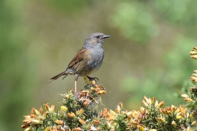 Dunnock