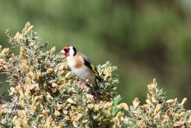 Goldfinch