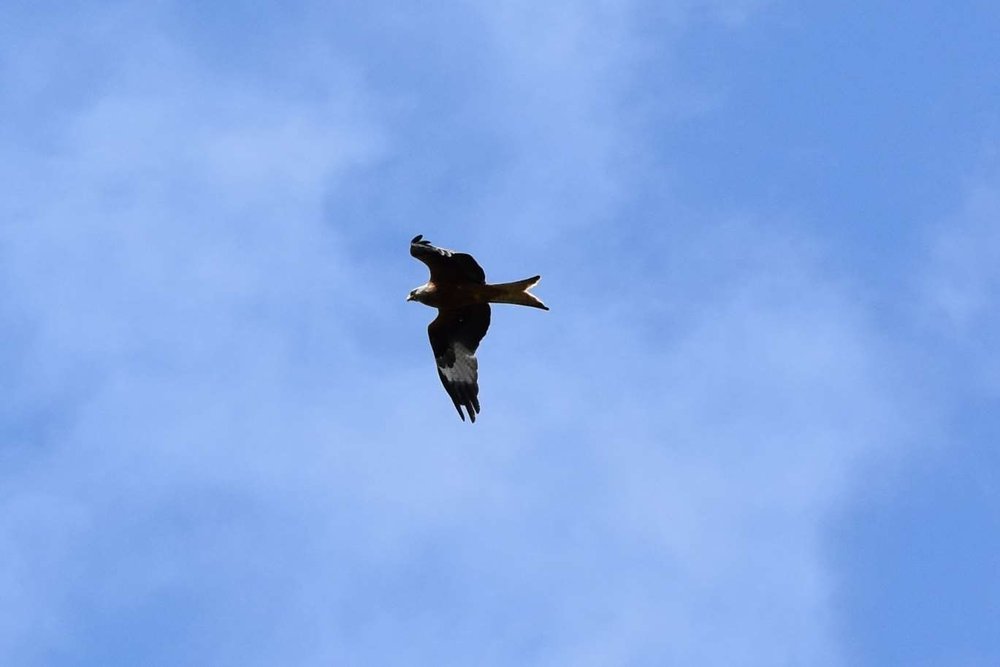 Red kite