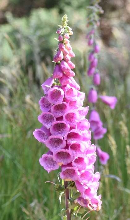 Foxgloves