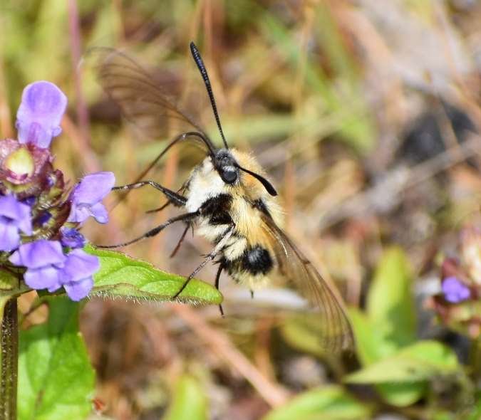 Narrow-bordered bee hawk-moth