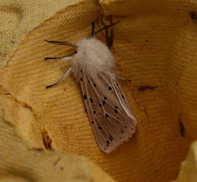 White ermine moth 1.jpg