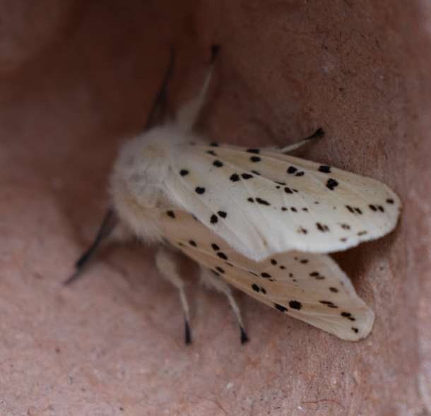 White Ermine moth