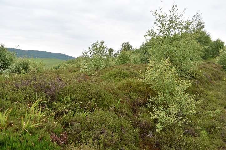 Regenerating woodland