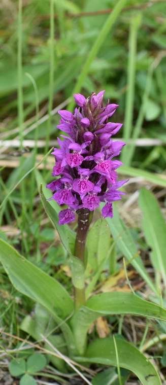 Marsh orchid