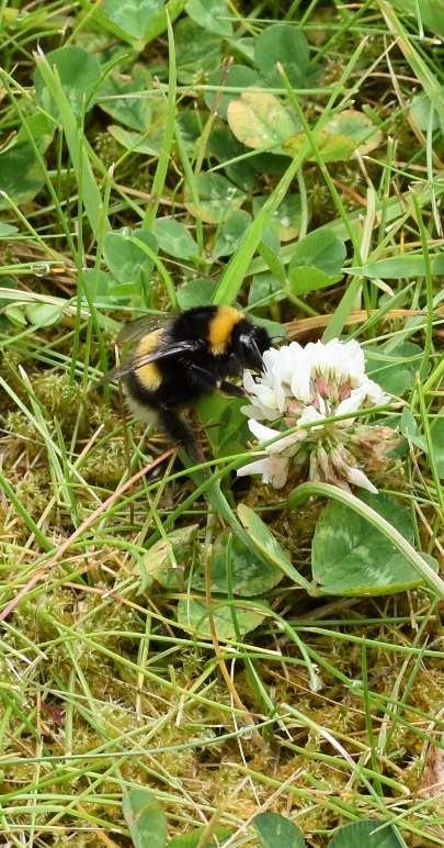 White-tailed bunblebee on clover